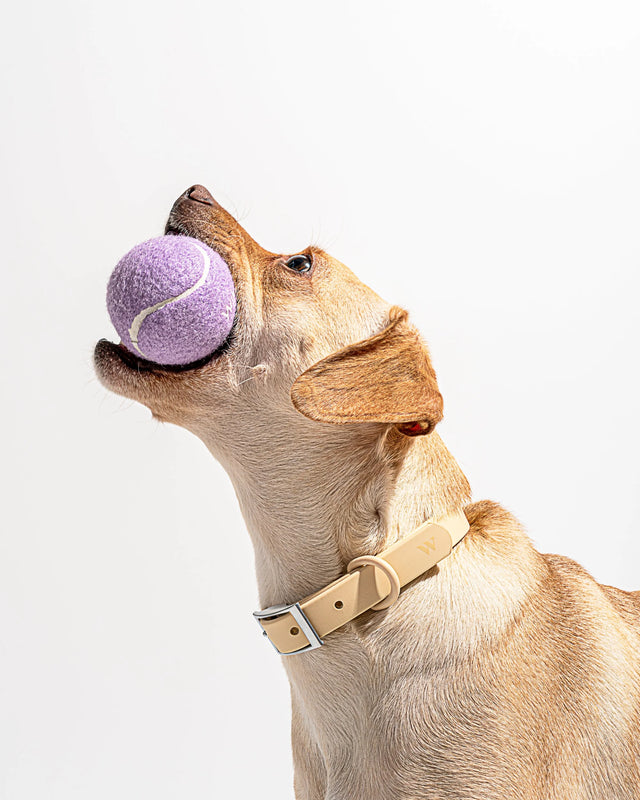 Wild One 4-Pack Dog Tennis Balls