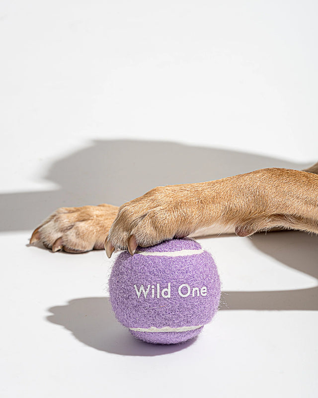 Wild One 4-Pack Dog Tennis Balls