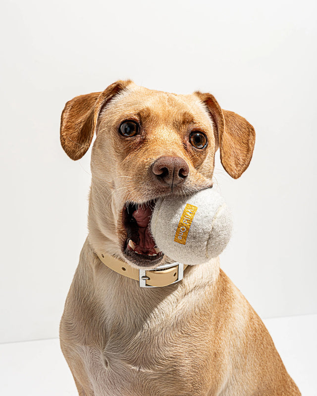Wild One 4-Pack Dog Tennis Balls
