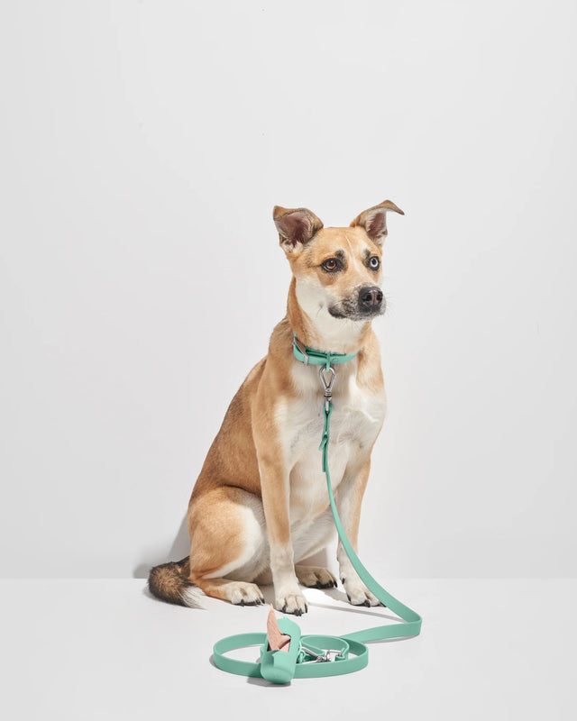 Wild One Dog Collar -  Seafoam ✨ Limited Edition