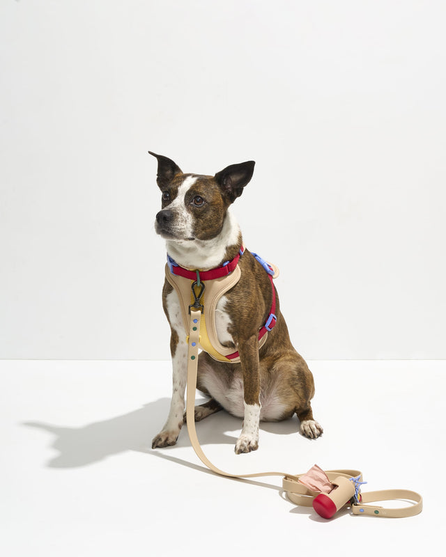 Wild One Dog Leash -Retro