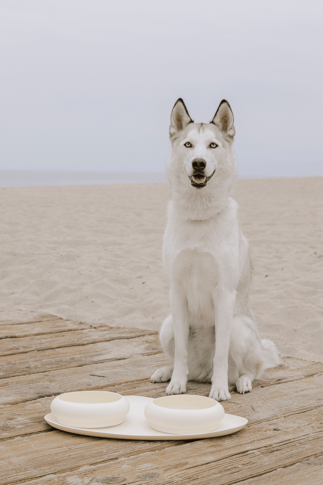 Max Bone Dog Triangle Feeding Mat