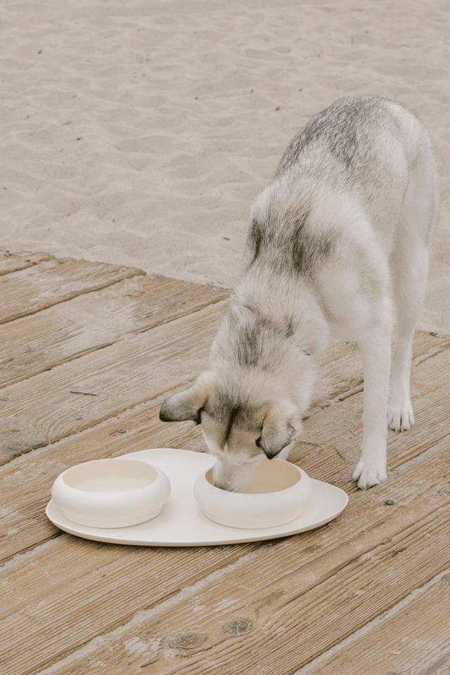 Max Bone Dog Triangle Feeding Mat