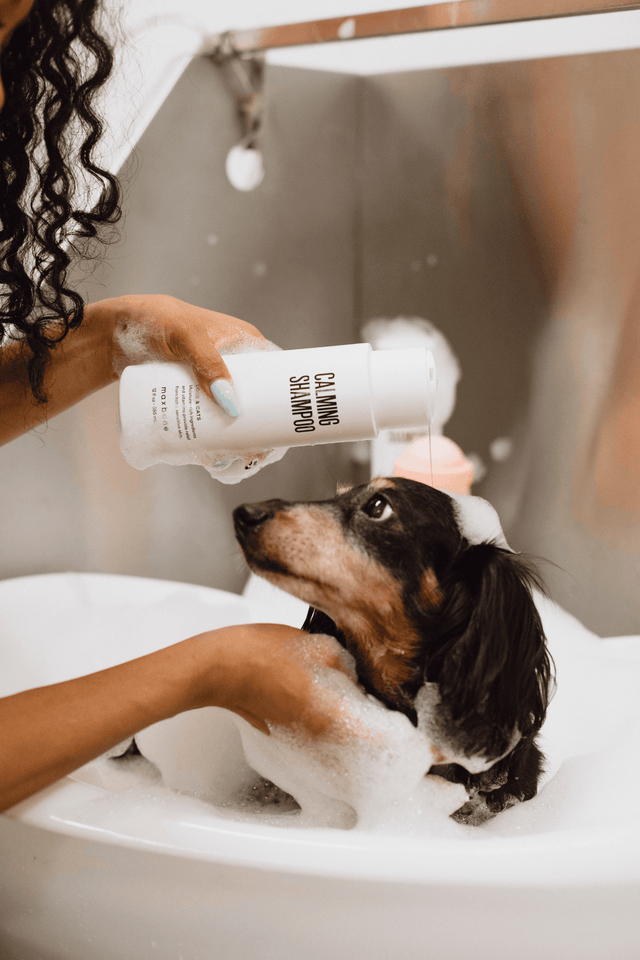 Max Bone Calming Shampoo for Dogs and Cats