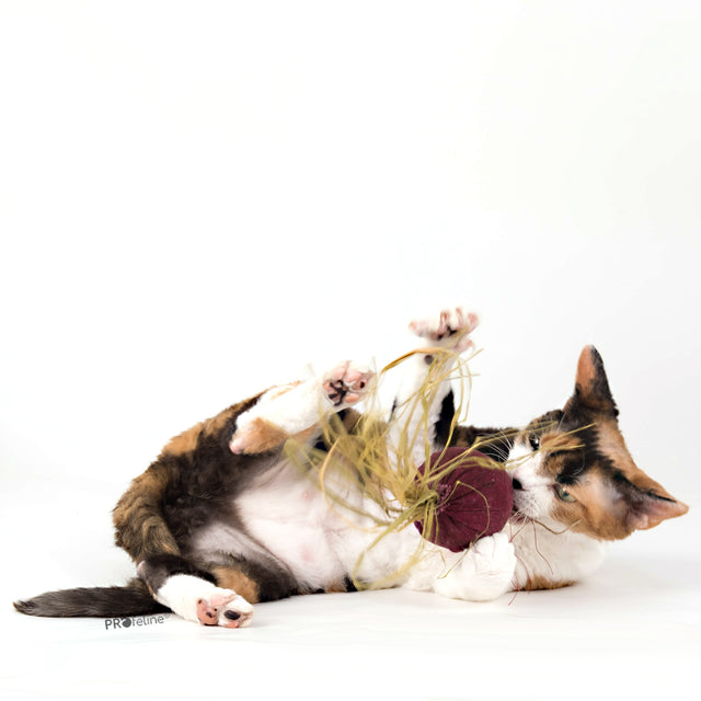 Profeline - DreamCat CatNip Toy Beet