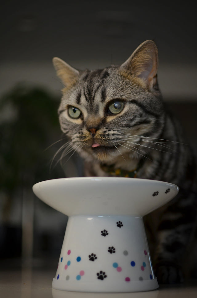 Necoichi Raised Cat Food Bowl Extra Wide (Colourful Dots)