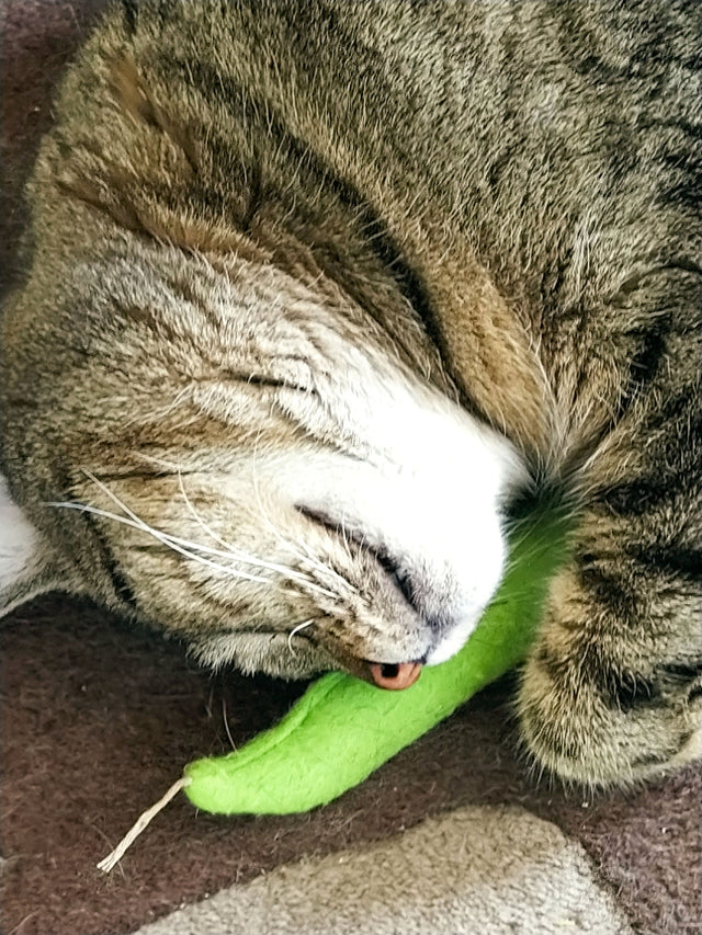 DreamCat CatNip Toy Green Beans
