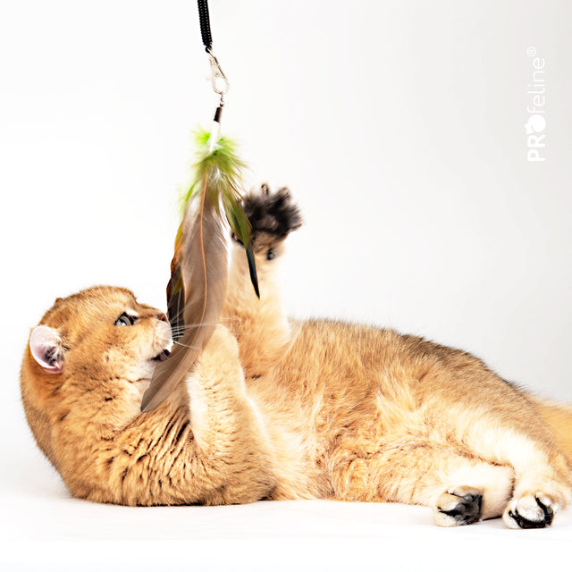 Profeline - Cat Toy Spiral Coil Cat Fishing Rod