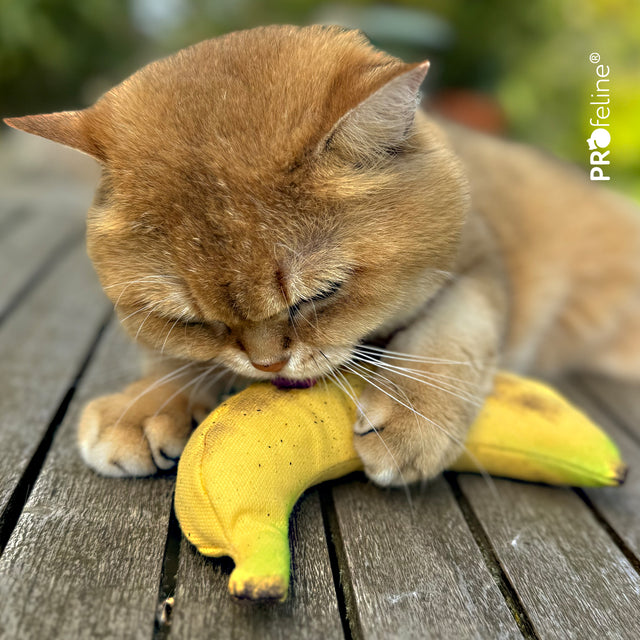 Profeline - DreamCat CatNip Toy Banana