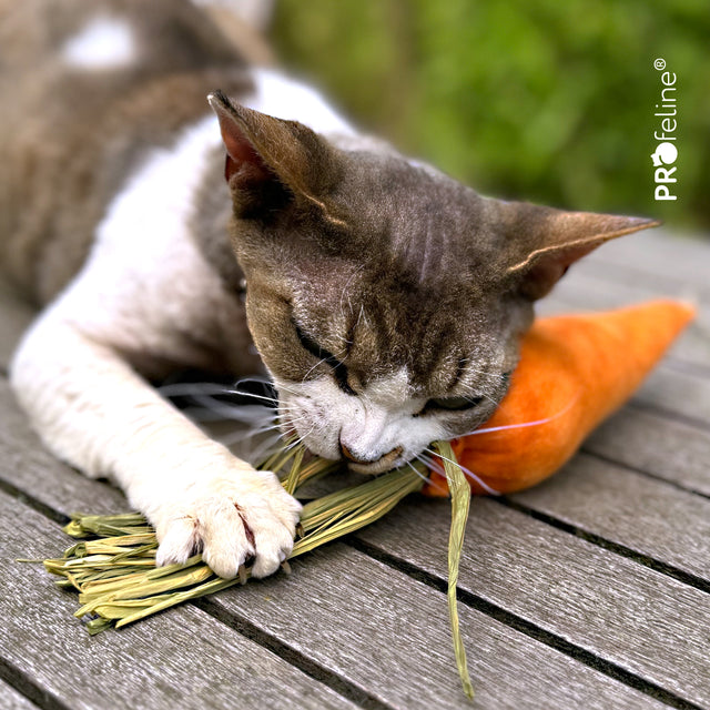 Profeline - DreamCat CatNip Toy Carrot