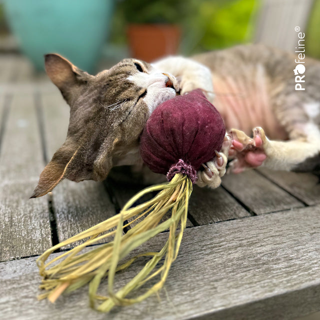 Profeline - DreamCat CatNip Toy Beet