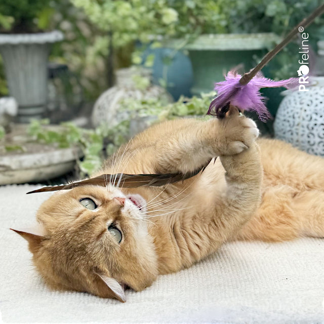 Profeline - Whisper Rooster Cat Teaser