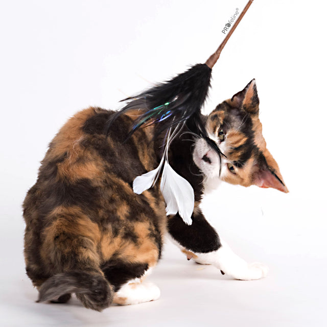 Profeline - Cat Teaser Mystic Feathers