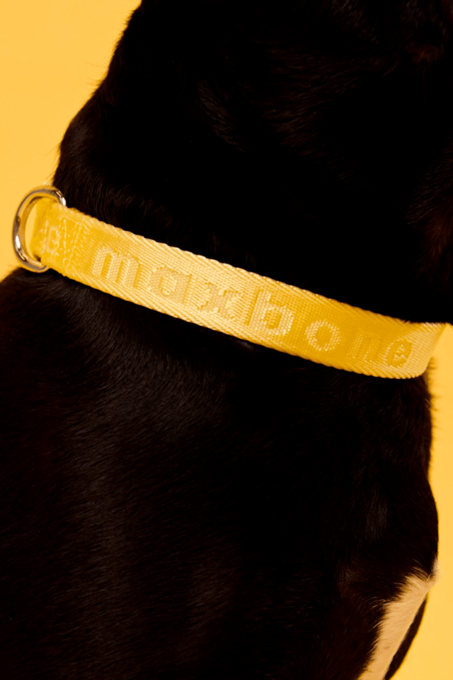 Max Bone Dog Signature Collar