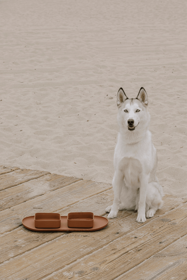 Max Bone Dog Square Bowl