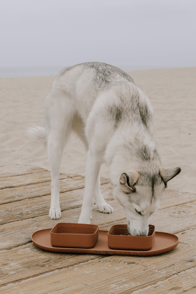 Max Bone Dog Oval Feeding Mat