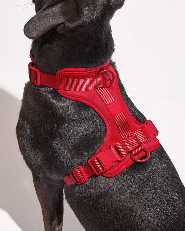 Wild One Dog Harness 2.0  - Strawberry