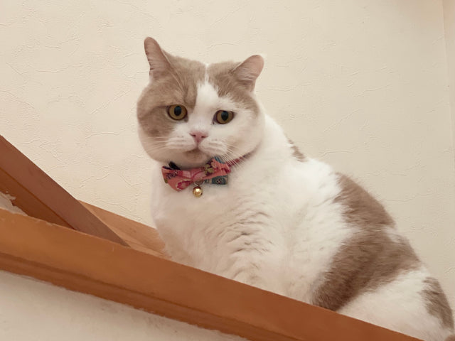 Necoichi Temari Bow Tie Cat Collar Pink