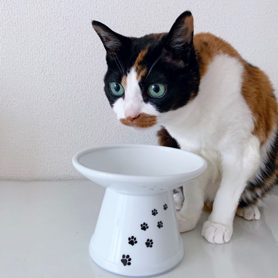 Ergonomic cat food outlet bowl