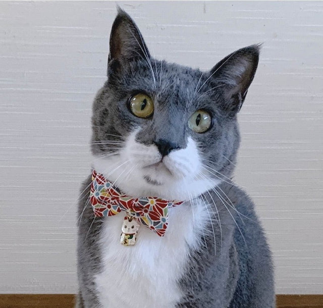 Necoichi Lucky Cat Charm Bow Tie Cat Collar Red