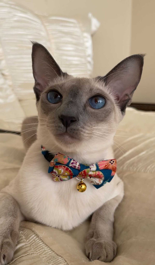 Necoichi Temari Bow Tie Cat Collar Blue