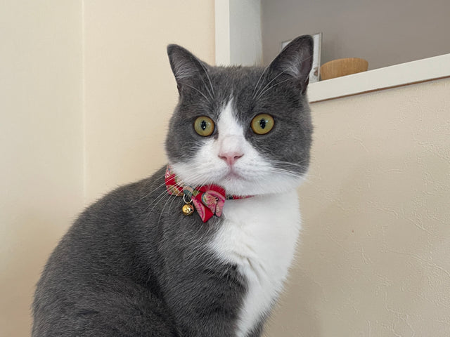 Necoichi Temari Bow Tie Cat Collar Red