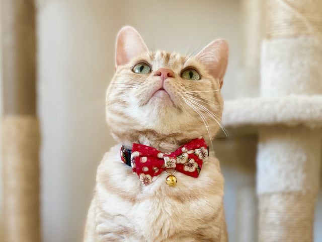 Necoichi Hanami Bow Tie Cat Collar Red