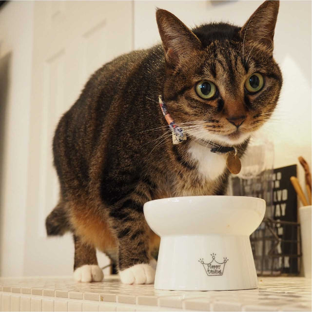 Necoichi Raised Cat Food Bowl (Cupcake)