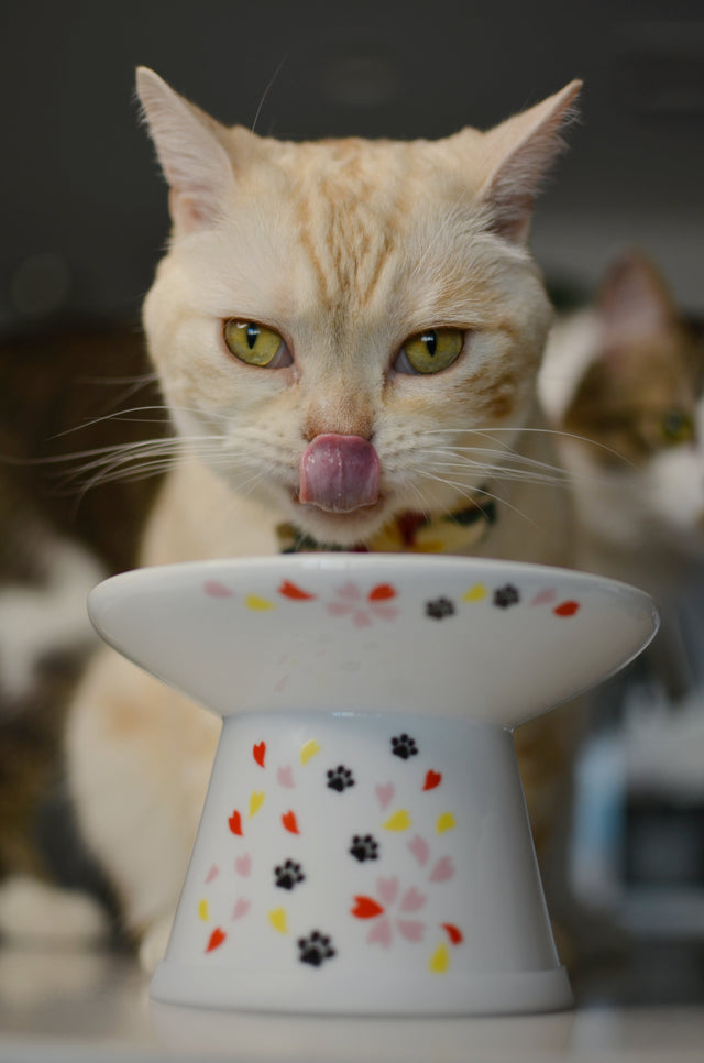 Necoichi Extra Wide Raised Cat Food Bowl, Sakura, Large