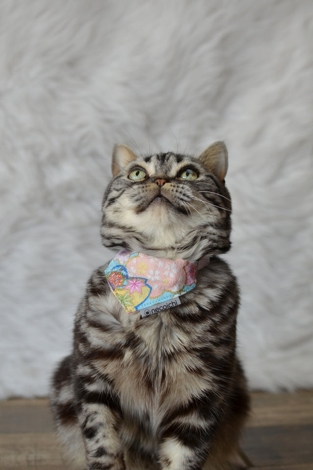 Necoichi Bandana Cat Collar With Air Tag Pocket (Blossoms Baby Blue)