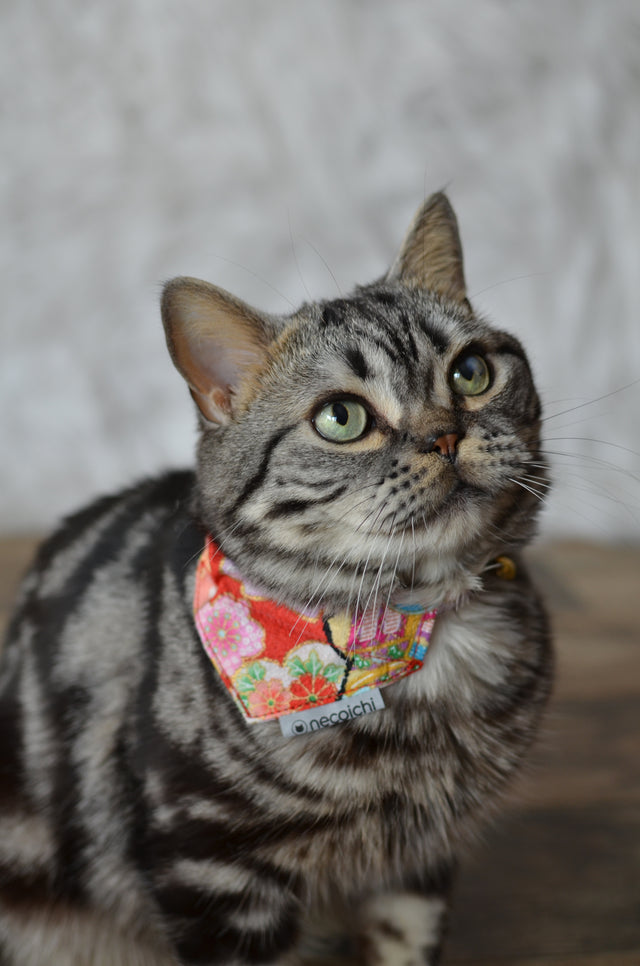 Necoichi Bandana Cat Collar With Air Tag Pocket (Blossoms Red)