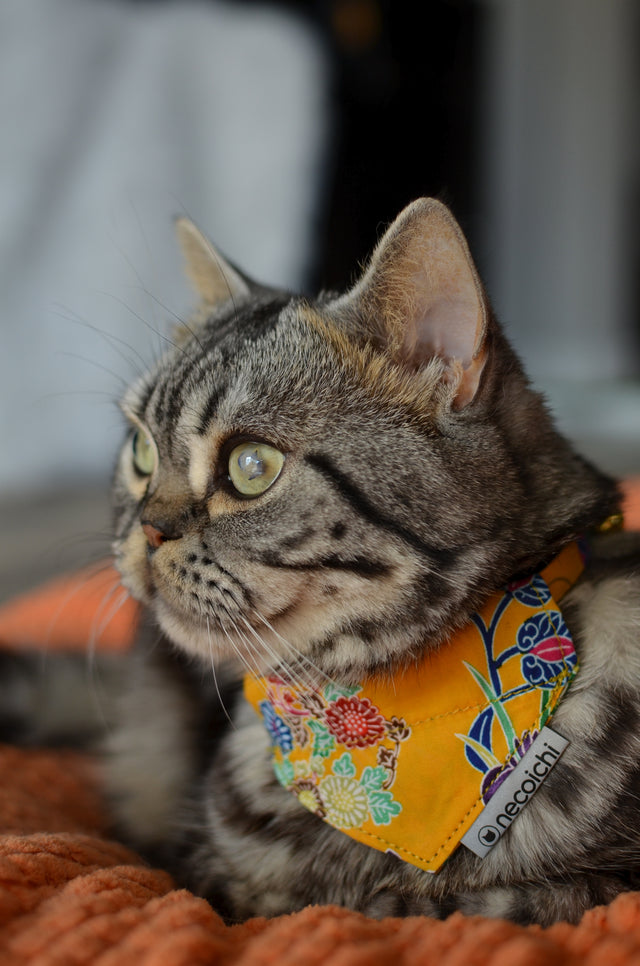 Necoichi Bandana Cat Collar With Air Tag Pocket (Yukata Yellow)