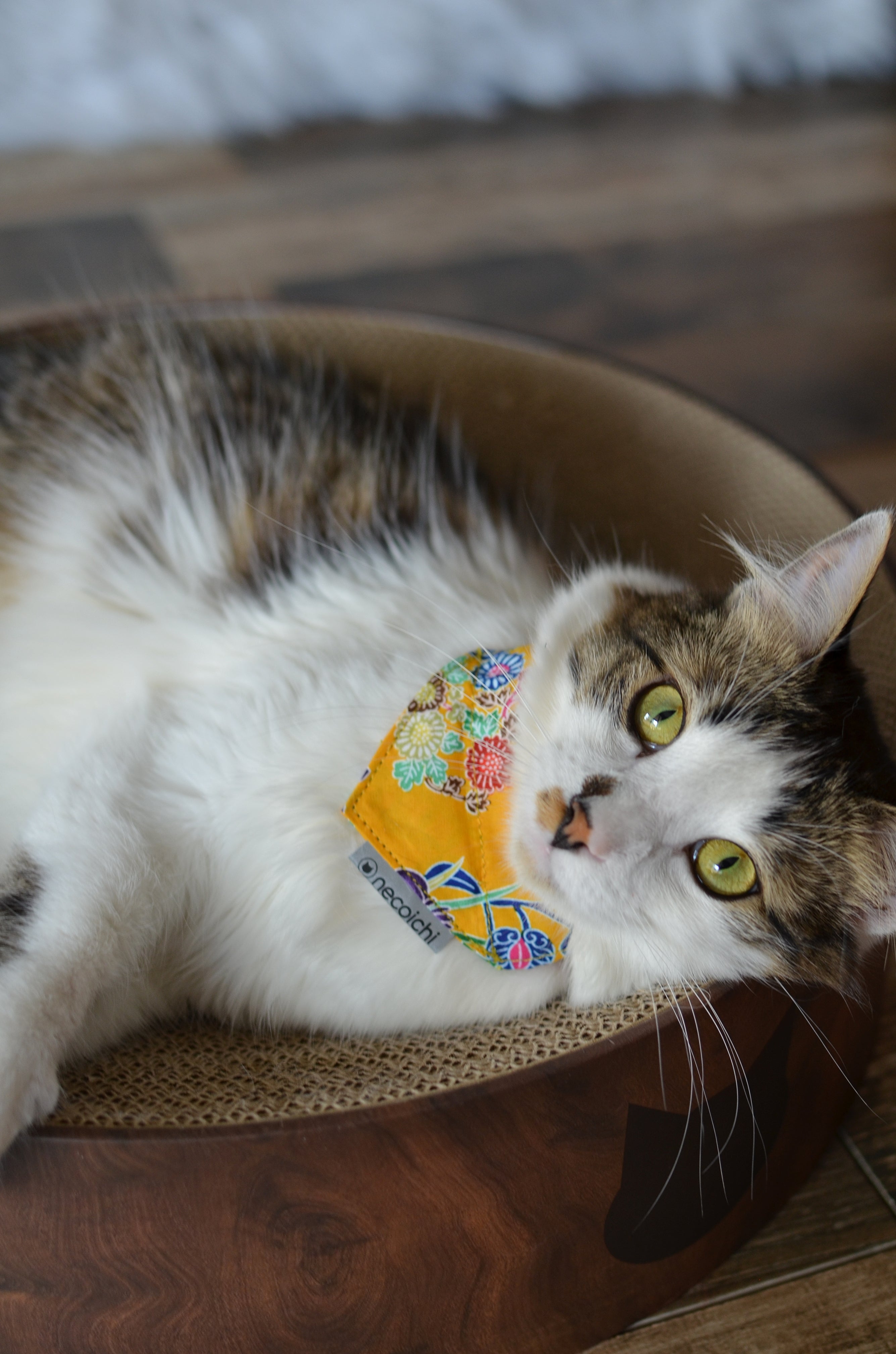 Cat scrunchie outlet collar