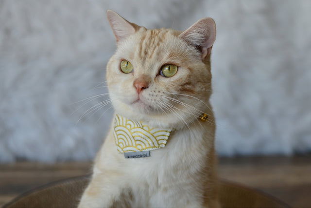 Necoichi Bandana Cat Collar With Air Tag Pocket (Gilded Wave White)