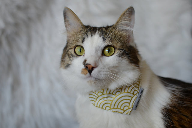 Necoichi Bandana Cat Collar With Air Tag Pocket (Gilded Wave White)