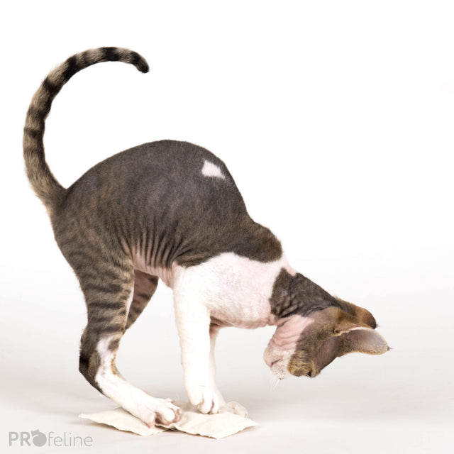 Profeline - Cat Toy Catnip Valerian Refill Pouch