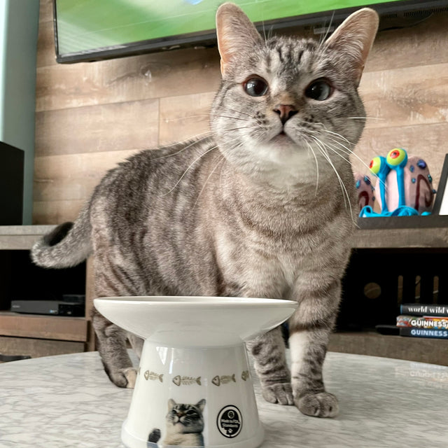 Necoichi Raised Cat Food Bowl Extra Wide (Nala Cat)