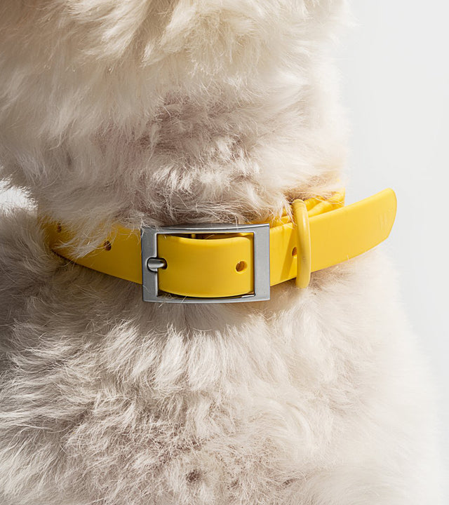 Wild One Dog Collar - Butter