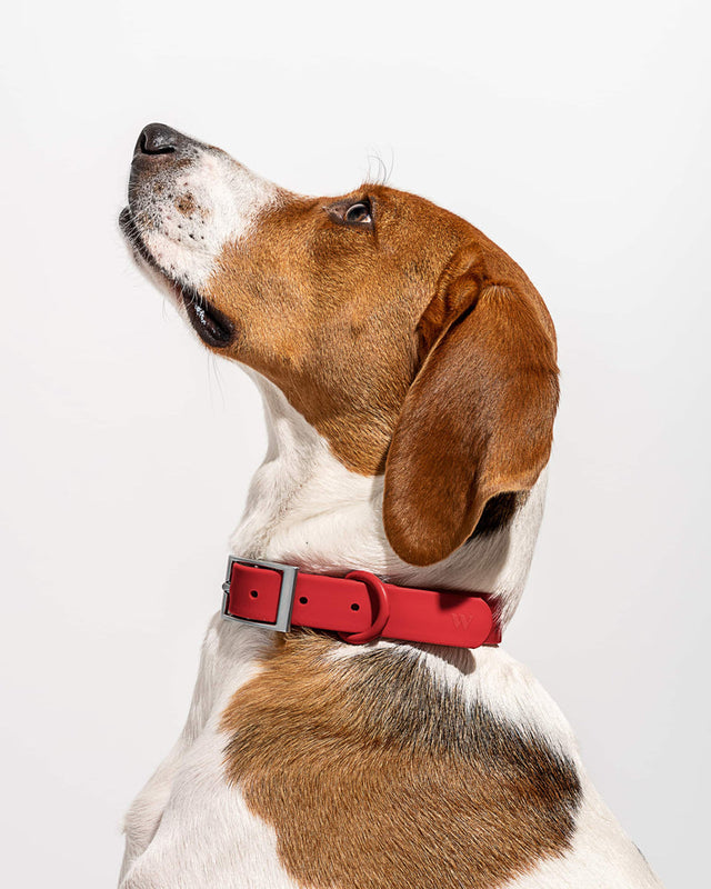 Wild One Dog Collar - Strawberry