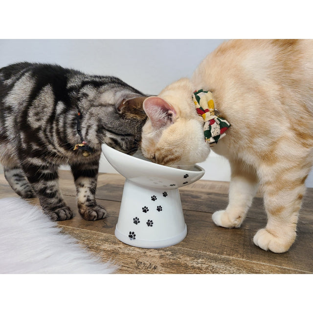 Necoichi Tilted Stress Free Raised Cat Food Bowl
