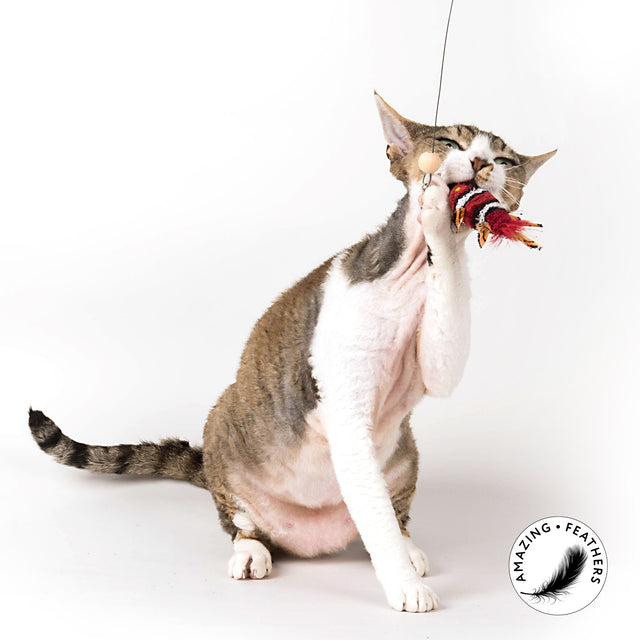 Profeline - Cat Toy Special Edition in RED - Refills