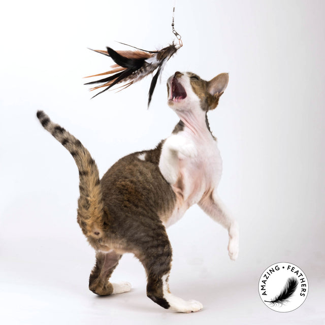 Profeline - Cat Toy Jungle Feathers Refill