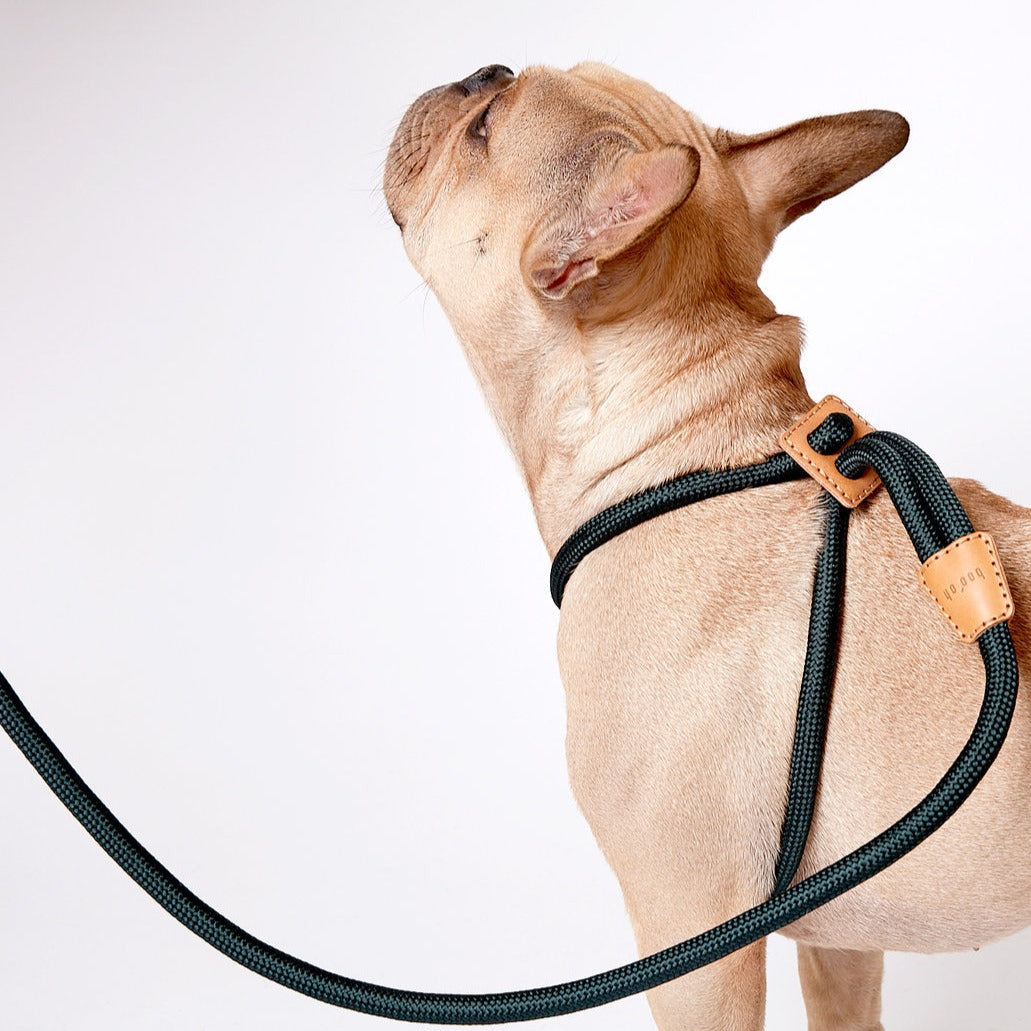 Rope 2025 dog harness