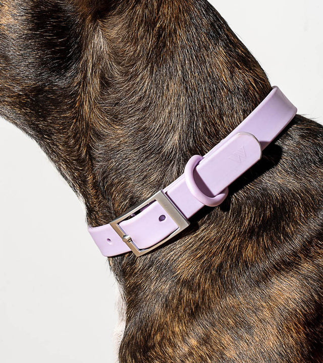 Wild One Dog Collar - Lilac