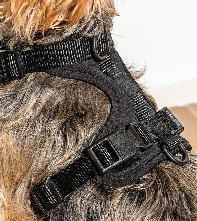 Wild One Dog Harness 2.0  - Black