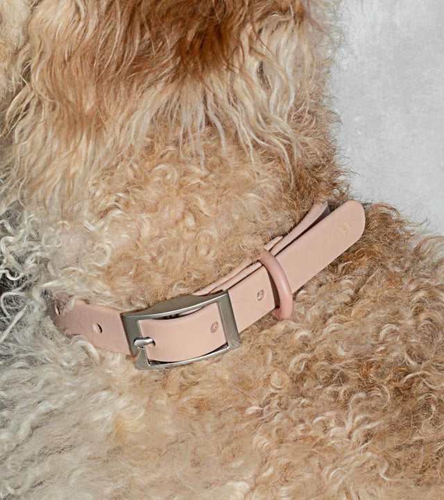 Wild One Dog Collar - Pink