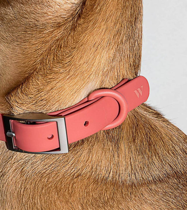 Wild One Dog Collar - Red