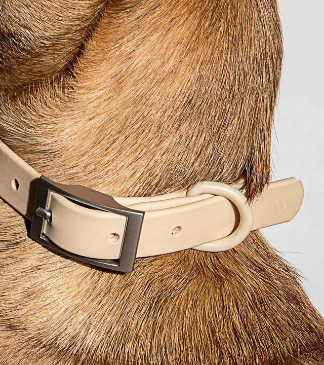 Wild One Dog Collar - Tan